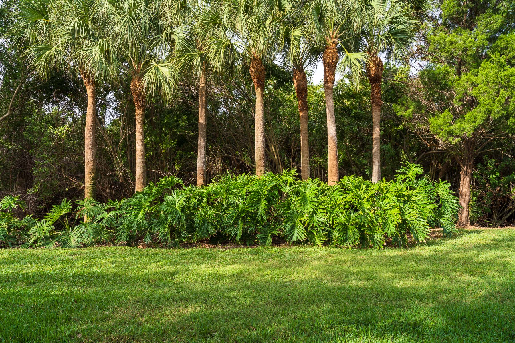 An Ode to the Palm Tree: Our Top 5 Palms for Florida Yards